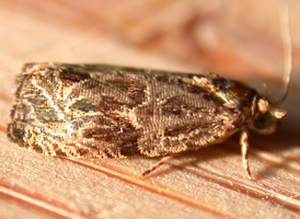 Woolly-backed Tortrix